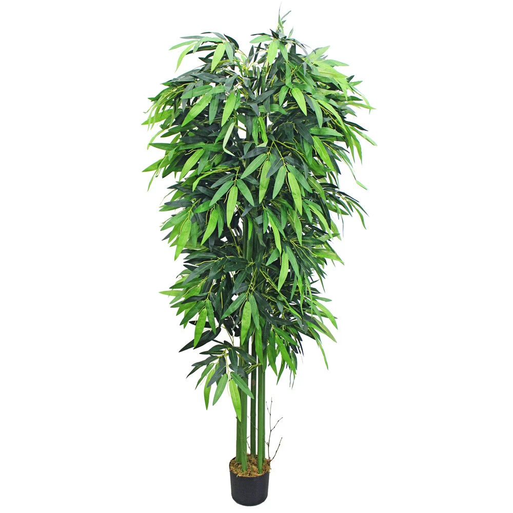cactus euphorbia cowboy Buy Cowboy Cactus