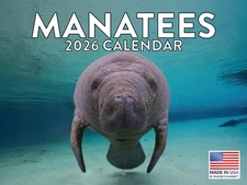 Manatee Calendar 2026 Manatees Wall