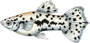Molly Fish Self Adhesive Vinyl Sticker