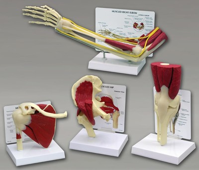 #ad #ad Muscled Knee Hip Shoulder Elbow Joint GPI Anatomy Model Set of 4 #4016SEE VIDEO $556.35