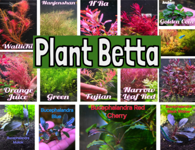 Buce sp. “Galaxy llic midnight blue” Bucephalandra Midnight Blue-Live Aquatic Buce Epiphyte Rhizome