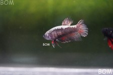 LIVE BETTA HMPK FEMALE BLACK VARIANT BOM-A613