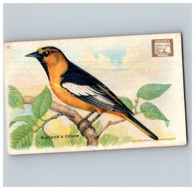 DWIGHT COW BRAND 1918 SECOND SERIES USEFUL BIRDS CARD #8 BULLOCK'S OR.. DS 1300