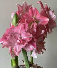 Blue Buddha Farm: Amaryllis ‘Rozetta’ – Soft Pink Symphony Blooms