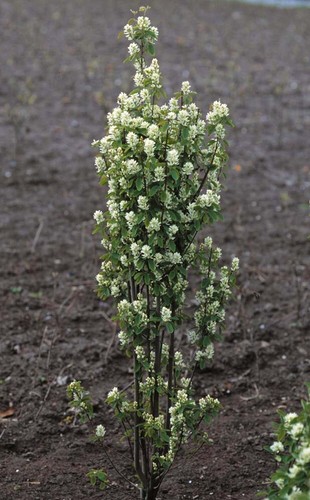 Amelanchier alnifolia Greatberry pianta in vaso ø12 cm - Foto 2 di 10