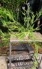 Rhipsalis ewaldiana Plant in 5" Pot 18" Long 30" Wide 14" Tall LARGE — photo 4