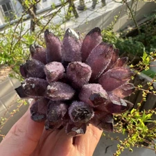 370g New find purple Phantom Quartz Crystal Cluster Mineral Specimen Gem