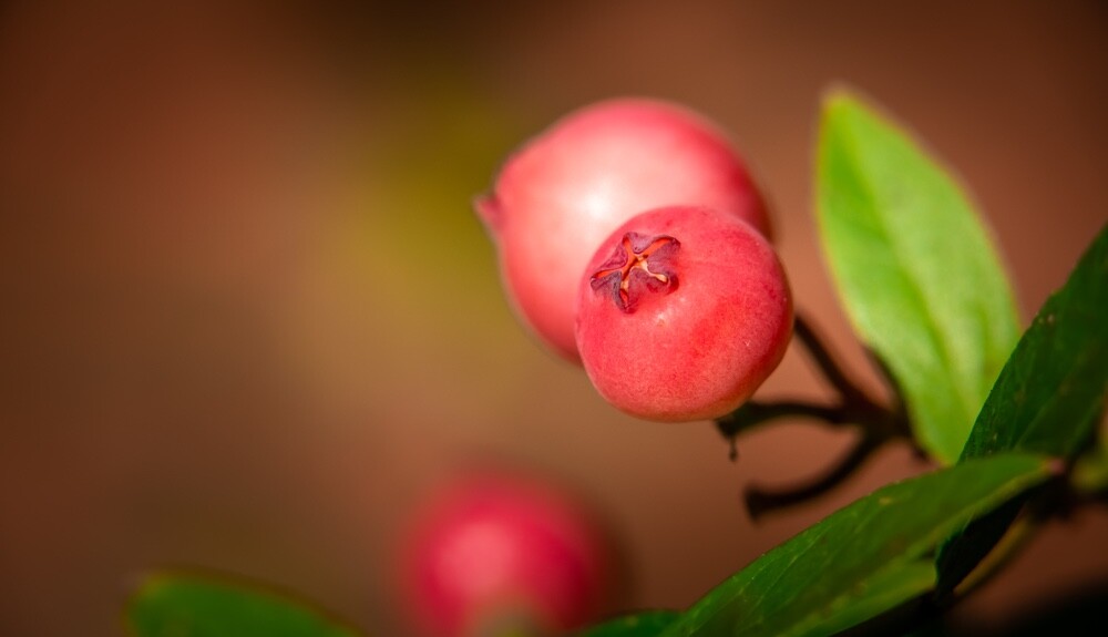 Pink Lemonade Blueberry Bush Seedling