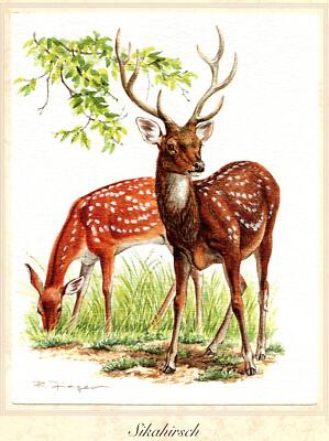 Sikahirsch (Cervus nippon) Grafikmaß: 17,5 x 25,5 cm