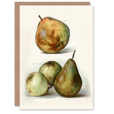 John Wright Kunstkarte Birnensorten Vintage Obst Illustration