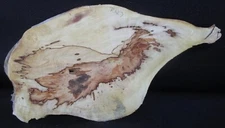 Buckeye burl wood slab R127  22 1/4" x 12 1/8" x 1"