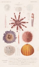 Seeigeln sea urchin Phyllacanthus imperialis engraving Stahlstich Orbigny 1849