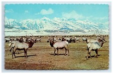 Postcard Part of the Great Jackson Hole Elk Herd Wyoming Winter Feeding Grounds