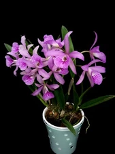 (188-1) Rc.Maikai 'Mayumi'   young plant