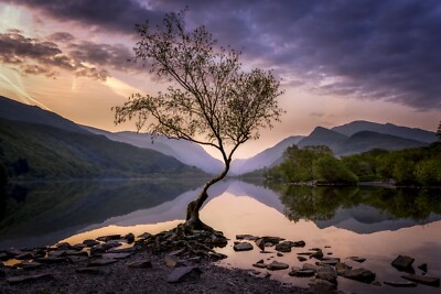 Digital Picture Image Photo Wallpaper Background Desktop Lone Tree
