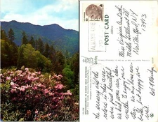 Great Smoky Ntl Park Newfound Gap Rhododendron Postcard Used (44004)