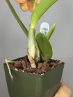 NEW! Unreleased 2027 Cattleya (Slc. Angel Eyes x Pot. Exotic Really — photo 10