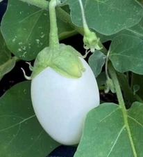 White Egg Eggplant Seeds, NON-GMO, Garden Egg, Heirloom, FREE SHIPPING