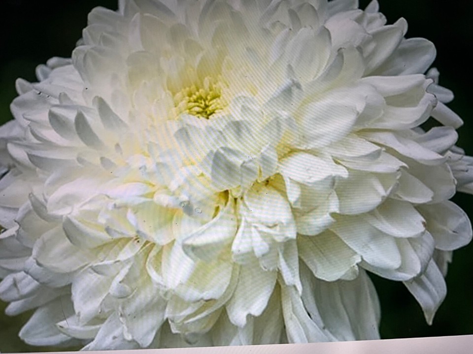 6 all different Chrysanthemum plug plants Good colour mix. sent Bare