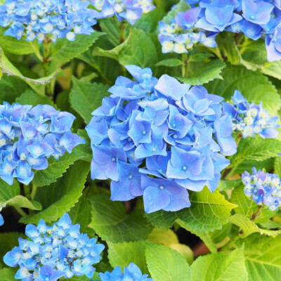Hydrangea Nik Hydrangea 'Nikko Blue' in a 2 Litre Pot | eBay UK