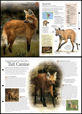 Wolves Fact File Maned Wolf #201 Mammals - Discovering Wildlife Fact File Fold-Out Card ...