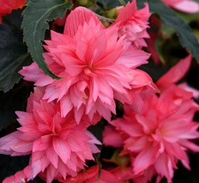 ×6 LRG Begonia Funky Pink Plug Plants - Trailing Flowers For Baskets PRE SALE
