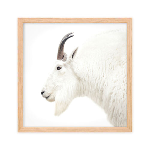 Gerahmtes Wandbild Bild mit Rahmen Passepartout Ziege Tier Gehörn Natur Weiß - Bild 1 von 11