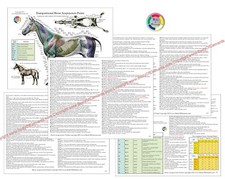 Horse Acupuncture Chart Set 8.5" X 11" Equine Acupressure Points Reference