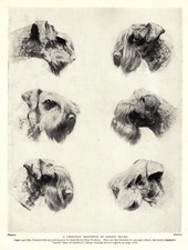 1930s Antique KERRY BLUE TERRIER Dog Print Cheriton Dogs Kerry Art 3261-N