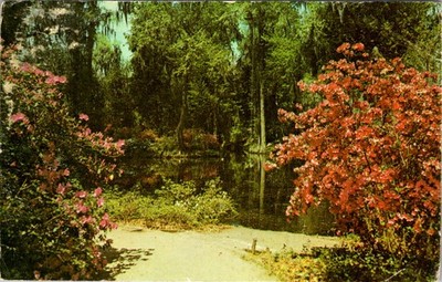 Magnolia Gardens SC Azalea Blossoms Postcard 1960s Unused C.H. Ruth Photo