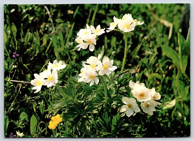 Flowers Anemone Narcissiflora Vintage Postcard Continental