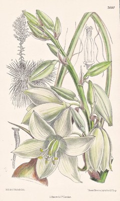 Yucca Elata America Blume Botanik flower botany lithograph Curtis 7650