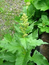 Good King Henry HP, Rare Hardy Perennial Veg on BBC