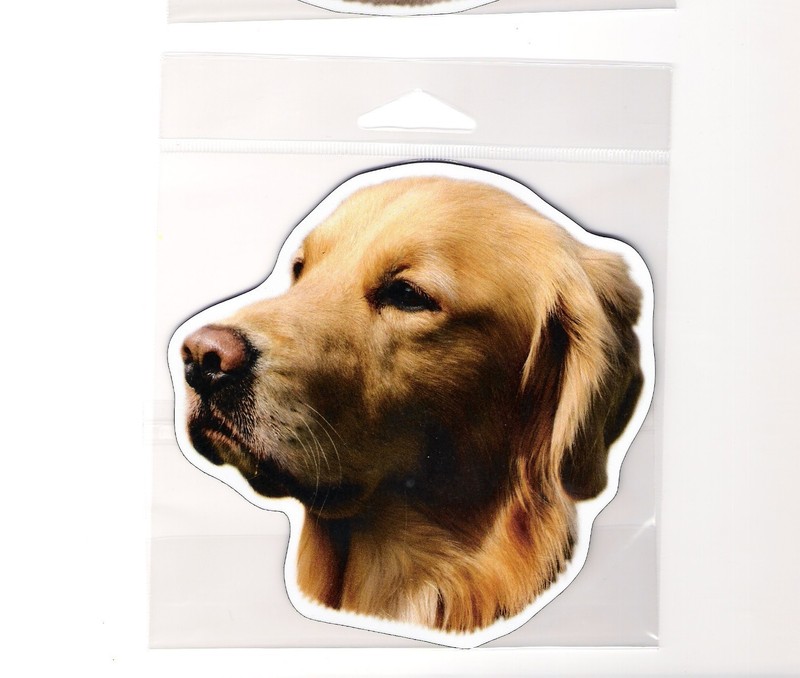 Golden Retriever 4 inch face magnet for car or anything metal     New