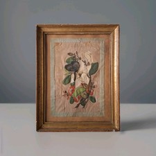 gravure ancienne Tableau illustration botanique de fleur de fruit Et Un Papillon