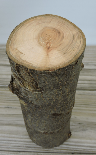 Bastone in legno di mela 10" tronco pezzo intaglio bianco artigianato dritto 3 1/4"D - Foto 5 di 13