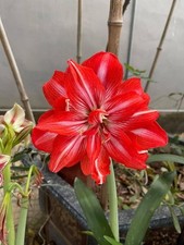 Imp. Amaryllis Lily Flower Bulbs Pack of 3 Bulbs RED 