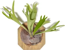 Staghorn Fern on Cedar Plank-Bulk/Wholesale Platycerium-Easy Indoor/Outdoor Care