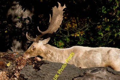 Foto 6x4 Ein Reh im Tatton Park findet etwas, das auf einem gefällten Baum wächst c2016