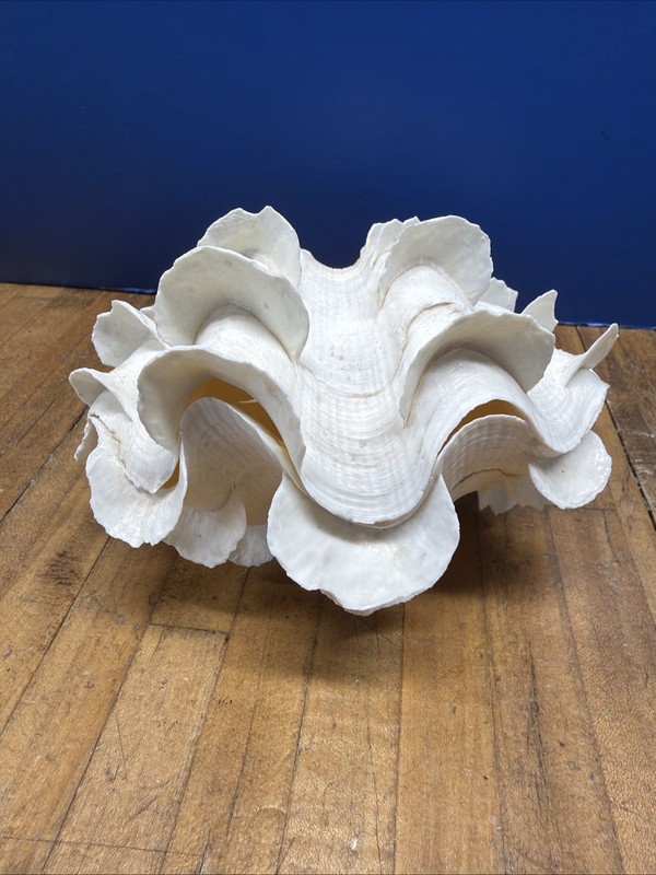 Large Fluted Squamosa Tridacna Clam Natural Seashell Rare 6 1/2-5.