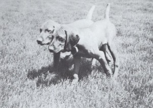 * Vizsla Pups - CUSTOM MATTED - Dog Art "Photo Print" - 1964