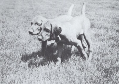 * Vizsla Pups - CUSTOM MATTED - Dog Art ''Photo Print'' - 1964