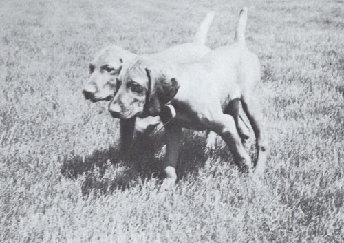 * Vizsla Pups - CUSTOM MATTED - Dog Art "Photo Print" - 1964
