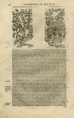 Antique Print-Botany-Bryony-Grapevine-Mattioli-p. 674-Anonymous-1572