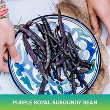 Purple Royal Burgundy Bean Seeds