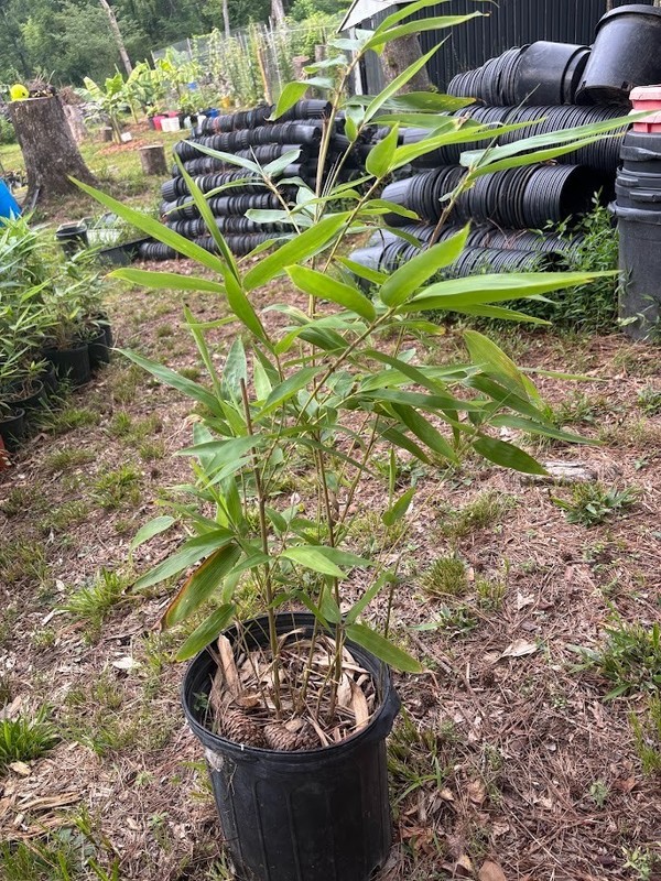 phyllostachys edulis moso 2-3ft tall  one large plant growing in 3 gallon pot