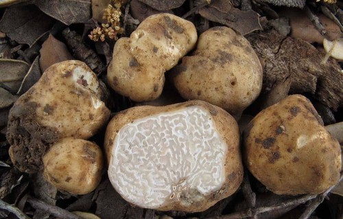 Choiromyces venosus Weißer Trüffel Samen Pilz Myzel Laich Sporen 300g 237