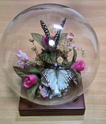 Vintage Taxidermie Diorama echte Schmetterlinge montiert/Blumen in einer Glaskugel