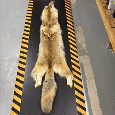 Tanned Western Coyote Fur