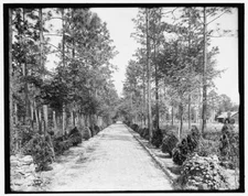 Photo:[Avenue to grotto, Spring Hill College, Mobile, Alabama]